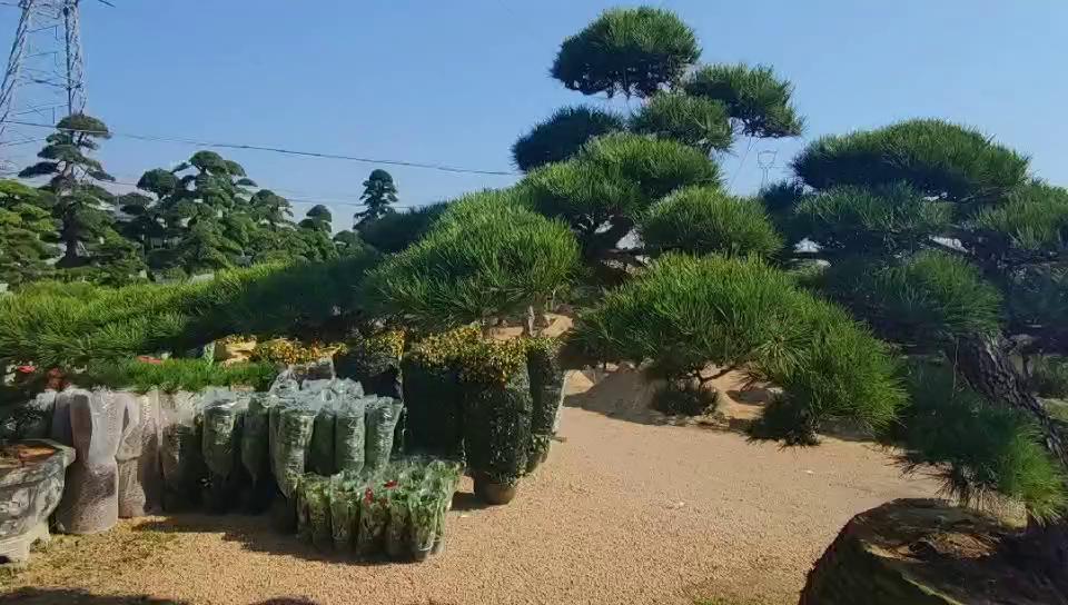 日本黑松高3.2米冠9米地径32厘米